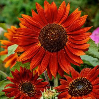 Girasole - Velvet Queen - Decorazione vivace per il giardino, bouquet d’effetto - Helianthus annuus - Busta Grande - 100 g