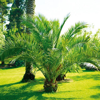 Palma delle Canarie - Perenne, esotica, resistente - Phoenix canariensis - Semi Premium