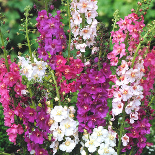 Verbasco Porporino - Si presenta bene in gruppo - Verbascum phoeniceum - Semi Premium