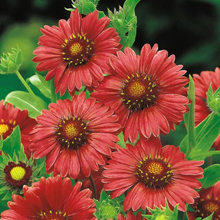 Gaillardia aristata - Burgundy - Colore intenso e fioritura prolungata - Gaillardia aristata - Semi Premium