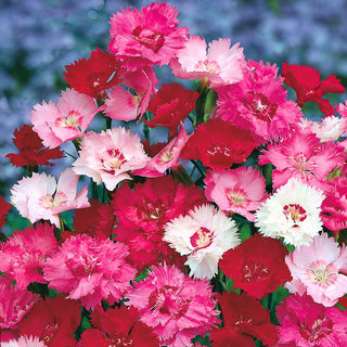 Garofano piumoso - Miscuglio - Fiori pastello, perfetti per rock garden e aiuole - Dianthus plumarius
