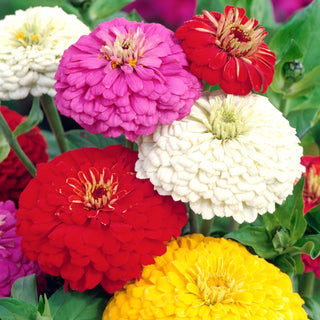 Zinnia - Super Yoga - Decorazione spettacolare per giardino e vaso - Zinnia elegans