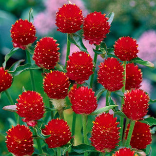 Gomphrena haageana - Strawberry Fields - Rosso intenso per aiuole e bouquet - Gomphrena haageana