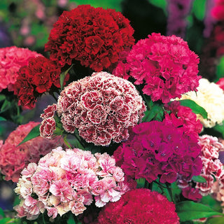 Garofano dei Poeti Nana - Pinocchio - Doppia Miscuglio - Fiori doppi in versione nana - Dianthus barbatus