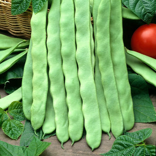 Fagiolo rampicante - Marconi A Grano Bianco - Tipo Mamut - Baccelli grandi e carnosi