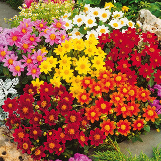 Dalia Nana - Miniatura Miscuglio - Ideale per cassette e vasi - Dahlia pinnata - Semi Premium