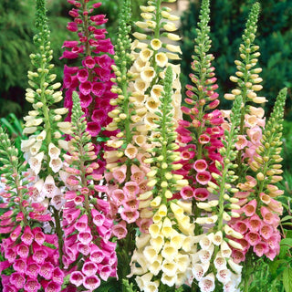 Digitale - Gloxiniaeflora Miscuglio - Fioriture maestose, fascino naturale - Digitalis purpurea