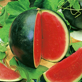 Rosario F1 Watermelon - Juicy and Sweet, Ready for Summer Feasts! - Citrullus Lanatus - Premium Seeds