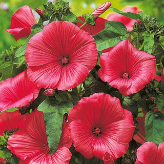 Malva Regina - Ruby Regis - Grandi fiori ornamentali per aiuole - Lavatera trimestris - Semi Premium