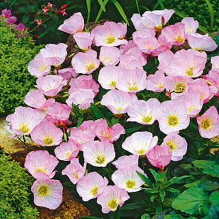 Enotera Rosa - Fioritura abbondante e prolungata, profumo delicato - Oenothera speciosa - Semi Premium