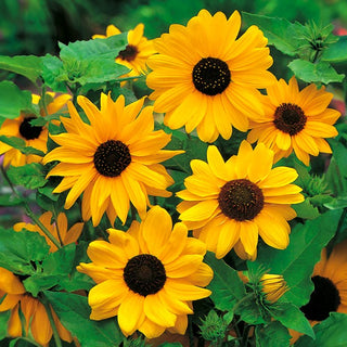 Girasole - Stella - Accento unico per giardini rustici - Helianthus debilis