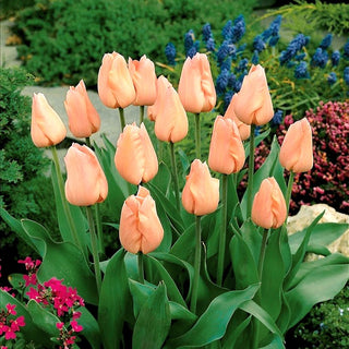 Tulipano - Apricot - Tulipa - Fascino delicato dei fiori pastello - 5 bulbi