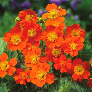 Geum coccineum - Gioiello rosso vivo delle aiuole - Geum coccineum - Semi Premium