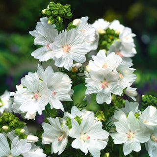Malva Moschata - Bianco - Delicata, leggera e a fioritura prolungata - Malva moschata - Semi Premium