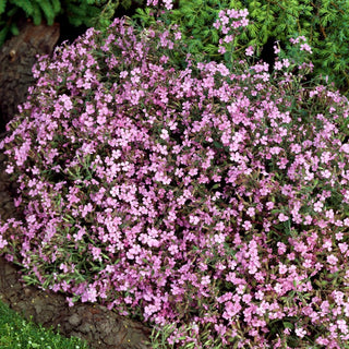 Saponaria Rossa - Fiori profumati in tonalità pastello - Saponaria ocymoides - Semi Premium