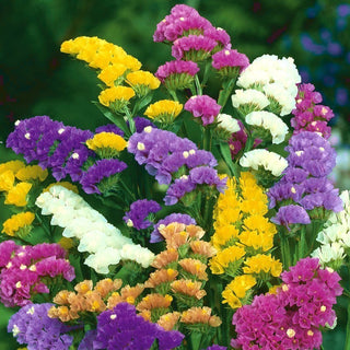 Statice, Sea Lavender Mix - Floral Explosion of Colours - Limonium sinuatum - Premium Seeds