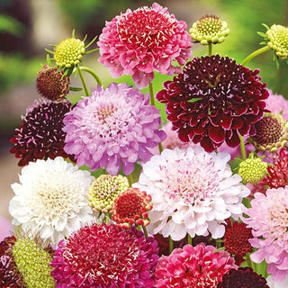 Scabiosa atropurpurea - Miscuglio - Miscela spettacolare di perenni - Scabiosa atropurpurea - Semi Premium