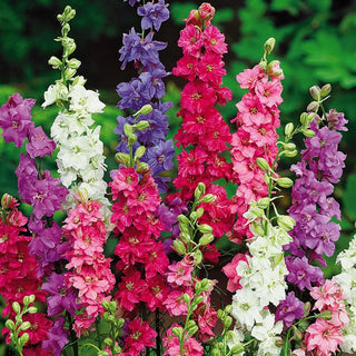 Speronella - Fiore di Giacinto - Alto Miscuglio - Fusti slanciati, spettacolare nelle aiuole - Delphinium ajacis