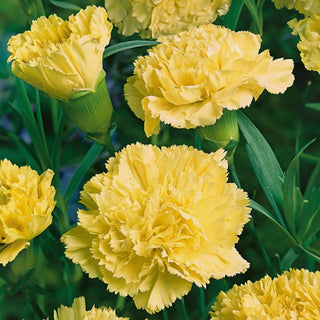 Garofano - Marie Chabaud - Giallo chiaro, perfetto per fiore reciso - Dianthus caryophyllus