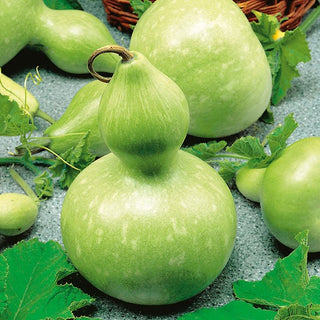 Zucca Lagenaria - Birdhouse - Resistente e durevole a crescita rapida - Lagenaria siceraria