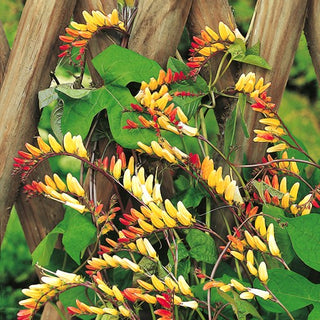 Mina lobata - Cascata di fiori rosso-gialli - Mina lobata - Semi Premium