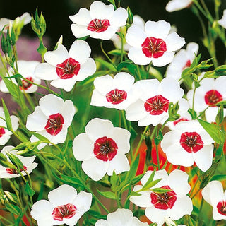 Lino a Fiori Grandi - Bianco con Centro Rosso - Facile da coltivare, ornamentale - Linum grandiflorum - Semi Premium
