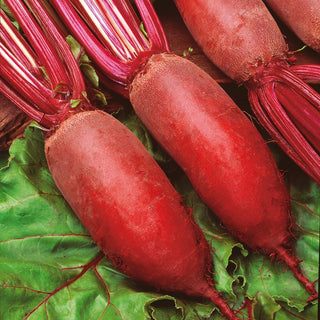 Barbabietola Kier - Resa straordinaria e sapore eccellente - Busta Gigante - 500 g
