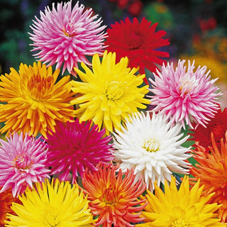 Dalia - Cactus Miscuglio - Fiori dai petali straordinari - Dahlia pinnata - Semi Premium