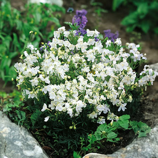 Speronella Cinese Bianco - Fiori imponenti, perenne resistente al freddo - Delphinium grandiflorum