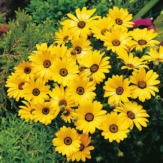 Dimorphothéca sinuata - Giallo - Ideale per zone secche e soleggiate - Dimorphotheca sinuata - Semi Premium