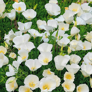 Escolzia della California - Ivory Castle - Composizione estetica e perfetta per il giardino - Eschscholzia californica