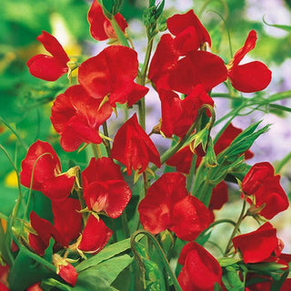 Pisello Odoroso - Scarlatto - Accento scarlatto per pergolato - Lathyrus odoratus
