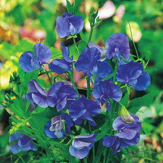 Pisello Odoroso - Royal Navy Blue - Fiori scuri e bellissimi per aiuole - Lathyrus odoratus