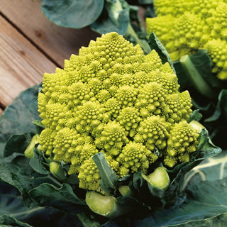 Cauliflower Romanesco Natalino - Light Green Colour, Delicate Nutty Flavour - Brassica oleracea var. botrytis - Premium Seeds