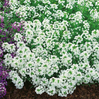Alisso Nano - Bianco - Fiori bianchi piccoli e compatti a grappoli - Lobularia maritima