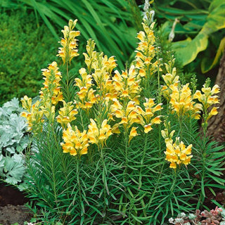 Linajola Comune - Bellezza incantevole delle bordure campestri - Linaria vulgaris - Semi Premium