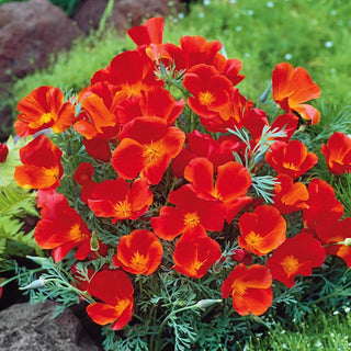 Escolzia della California - Red Chief - Colore attraente per tutta l’estate - Eschscholzia californica