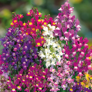 Linaria marocchina - Tappeto colorato per il giardino estivo - Linaria maroccana - Semi Premium
