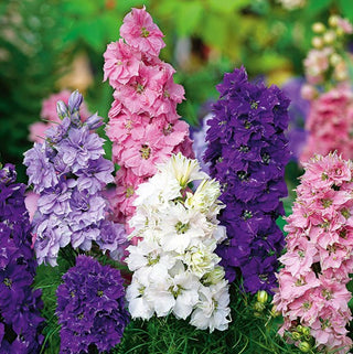 Speronella - Fiore di Giacinto - Nana Miscuglio - Compatta, colorata, ornamentale perenne - Delphinium ajacis