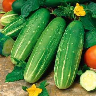 Cetriolo - Delikateß - Piccoli frutti succosi, precoce e produttivo