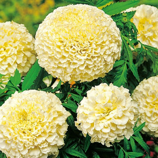 Tagete erecta Nana - Eskimo - Fiori pieni dal colore elegante - Tagetes erecta
