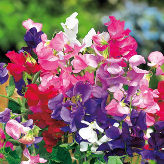 Pisello Odoroso - Nana Miscuglio - Miscela ideale per vasi - Lathyrus odoratus