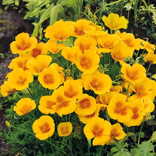 Escolzia della California - Golden West - Fiori dorati e a lunga fioritura - Eschscholzia californica