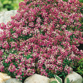 Alisso Nano - Rosa - Compatta dal profumo intenso di miele - Lobularia maritima
