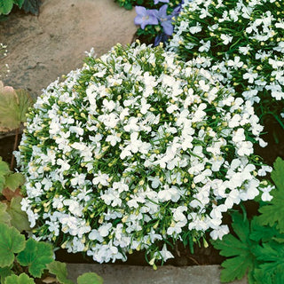 Lobelia Nana - Bianco - Affidabile decorazione per balconi - Lobelia erinus