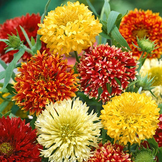 Gaillardia pulchella - Doppia Miscuglio - Fiori pieni, dai colori intensi - Gaillardia pulchella - Semi Premium