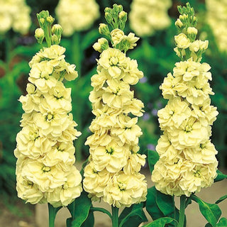 Violacciocca - Excelsior Yellow Wonder - Giallo gioioso nella palette da giardino - Matthiola incana