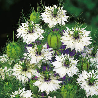 Nigella di Damasco - Bianco - Bianco etereo per aiuole e bouquet - Nigella damascena - Semi Premium