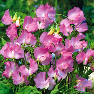 Pisello Odoroso - Gwendoline - Pisello con grandi petali ondulati - Lathyrus odoratus