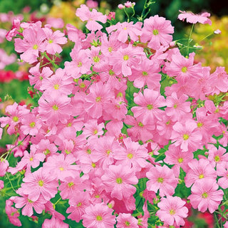 Gypsophila elegans - Rosa - Tocco romantico per bouquet - Gypsophila elegans